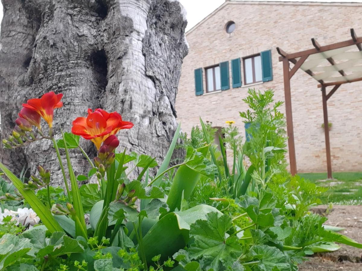Casale Del Conero Lejlighedshotel Porto Recanati Eksteriør billede